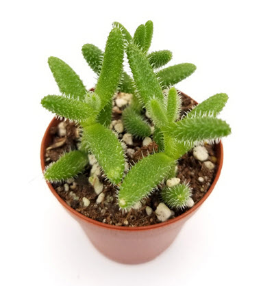 Pickle Plant Delosperma